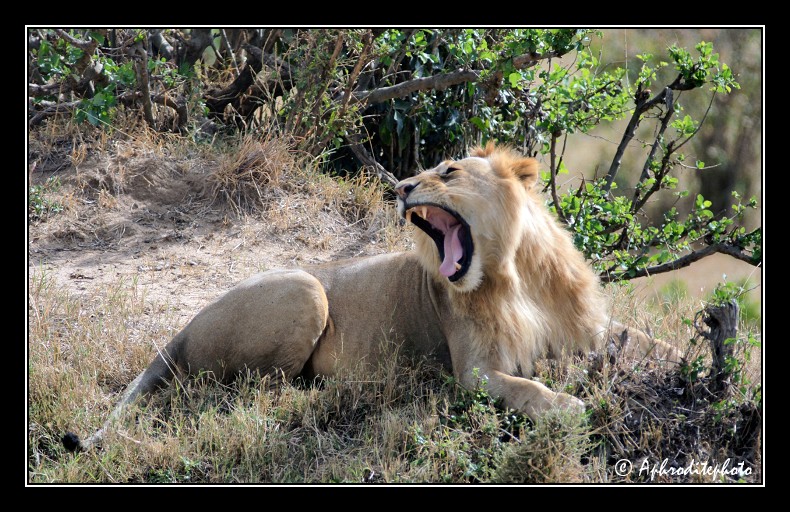 29 Safari Kenya
